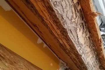 Termite Damage Repairs