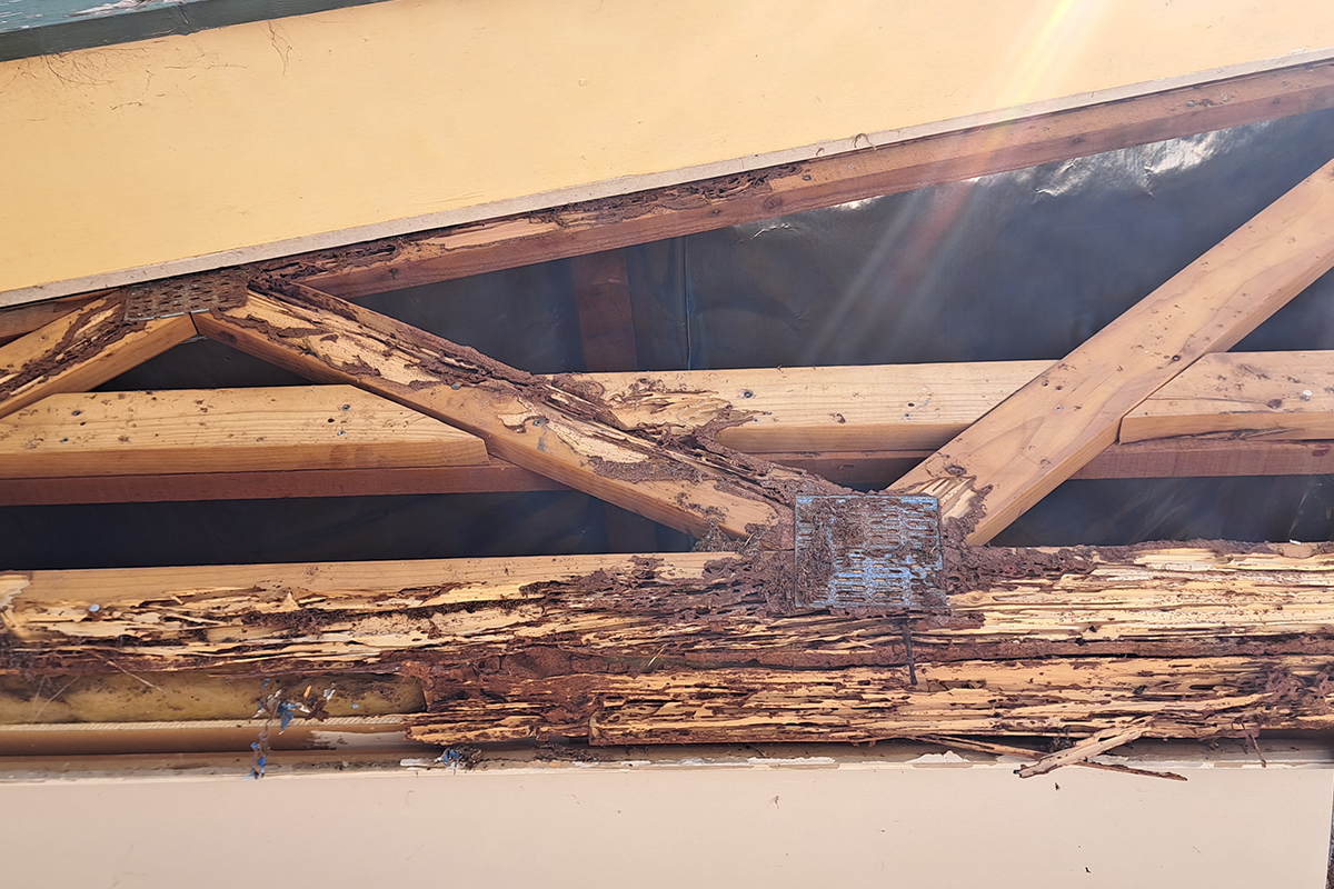 termite-repairs-house-renovation-moculta-manners-building-carpentry-south-australia (12)