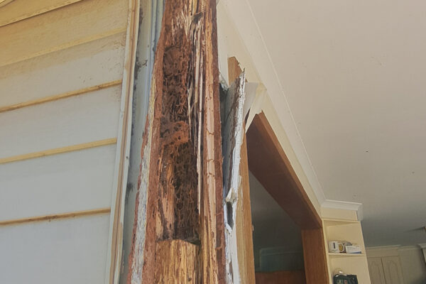 termite-repairs-house-renovation-moculta-manners-building-carpentry-south-australia (4)